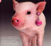 《Vogue》一只戴耳环的小猪
